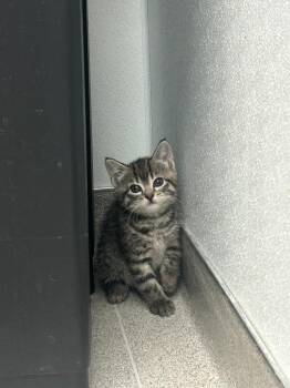 Domestic Short Hair Cats Available for Adoption in Minot, North Dakota - Wanda | PetCurious