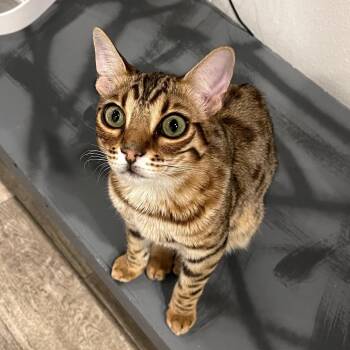Bengal Cats Available for Adoption in Long Beach, California - ZINK | PetCurious