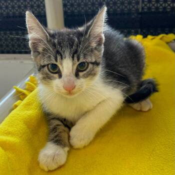 Kit -  Domestic Short Hair Cat for Adoption in Buffalo, New York - Kit | PetCurious