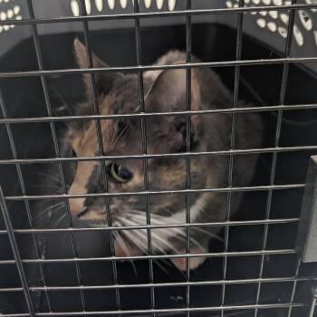 Brandie -  Domestic Short Hair Cat for Adoption in Philadelphia, Pennsylvania - Brandie | PetCurious
