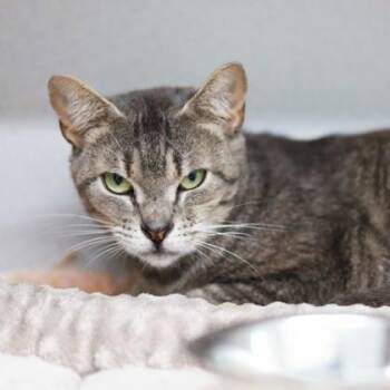 Fryhardt -  Domestic Short Hair Cat for Adoption in Atlanta, Georgia - Fryhardt | PetCurious