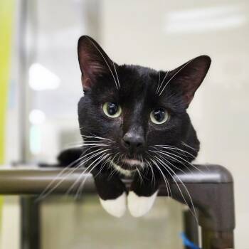Draco - lap cat ladies man -  Domestic Short Hair Cat for Adoption in Oshkosh, Wisconsin - Draco - Lap Cat Ladies Man | PetCurious