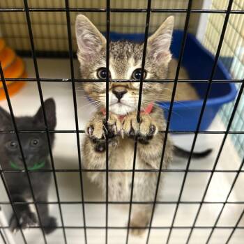Rescue Domestic Short Hair Cats for Adoption in Woodinville, Washington - Asparagus | PetCurious
