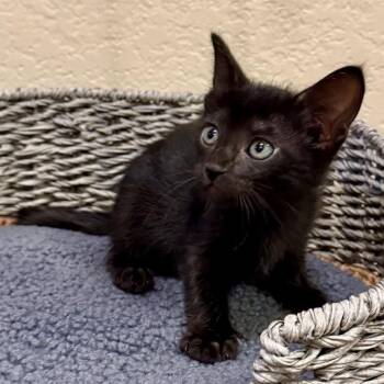 Domestic Short Hair Cats Available for Adoption in Trophy Club, Texas - Dr. Langdon | PetCurious