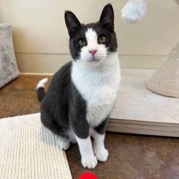 Domestic Short Hair Cats Available for Adoption - Spike | PetCurious