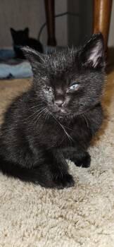Rescue Domestic Short Hair Cats for Adoption in Fruit Heights, Utah - Ducati | PetCurious