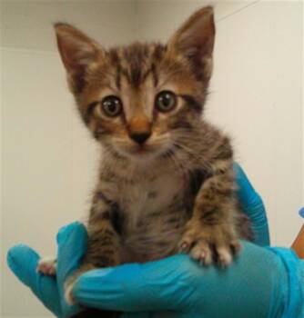 A2479457 -  Domestic Short Hair Cat for Adoption in Fort Lauderdale, Florida - A2479457 | PetCurious