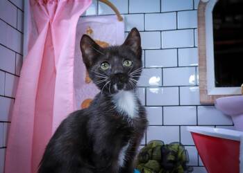 Figaro -  Domestic Short Hair Cat for Adoption in Lucas, Texas - Figaro | PetCurious