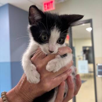 Apollo -  Domestic Short Hair Cat for Adoption in Briarcliff Manor, New York - Apollo | PetCurious