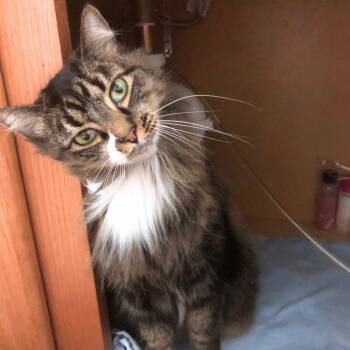 Domestic Long Hair Cats Available for Adoption - Freya | PetCurious