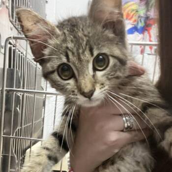 Noodle -  Domestic Short Hair Cat for Adoption in Ardmore, Oklahoma - Noodle | PetCurious