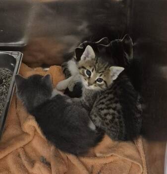 Domestic Short Hair Cats Available for Adoption in Decatur, Illinois - RUBBLE | PetCurious