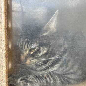 Cheese -  Domestic Short Hair Cat for Adoption in Philadelphia, Pennsylvania - Cheese | PetCurious