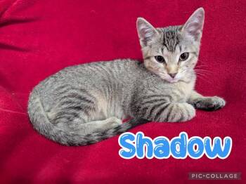 Domestic Short Hair Cats Available for Adoption in Rossville, Georgia - Shadow | PetCurious