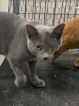 Rescue Russian Blue Cats for Adoption - Lucky | PetCurious