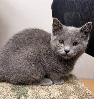 Domestic Short Hair Cats Available for Adoption in Jamestown, North Dakota - Moe | PetCurious