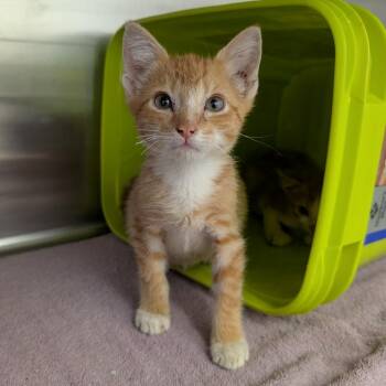 Olaf -  Domestic Short Hair Cat for Adoption in Emporia, Kansas - Olaf | PetCurious