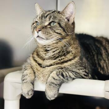 Rescue Domestic Short Hair Cats for Adoption in Jackson Township, New Jersey - Harold | PetCurious