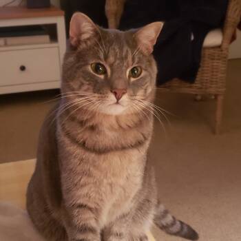 Rescue Domestic Short Hair Cats for Adoption in Lynchburg, Virginia - Dibs | PetCurious