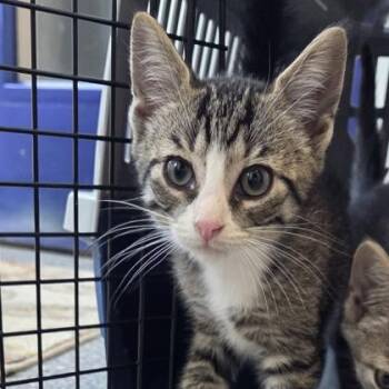 Kristoff -  Domestic Short Hair Cat for Adoption in Voorhees Township, New Jersey - Kristoff | PetCurious