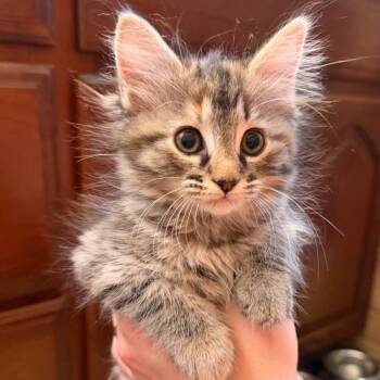Paprika -  Domestic Medium Hair Cat for Adoption in Biltmore Forest, North Carolina - Paprika | PetCurious
