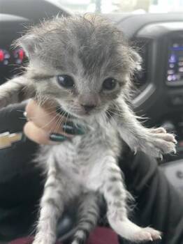 Domestic Short Hair Cats Available for Adoption in Houston, Texas - A654744 | PetCurious