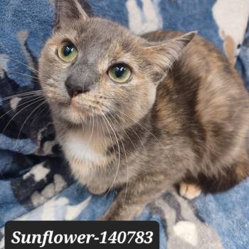Domestic Short Hair Cats Available for Adoption in New Tazewell, Tennessee - Sunflower | PetCurious