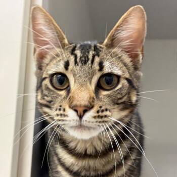 Quincy -  Domestic Short Hair Cat for Adoption in Redwood City, California - Quincy | PetCurious