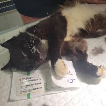 Roberts Noney TNR KM 11-8-25 941000031994013 -  Domestic Long Hair Cat for Adoption in Rochester, Minnesota - Roberts Noney TNR KM 11-8-25 941000031994013 | PetCurious