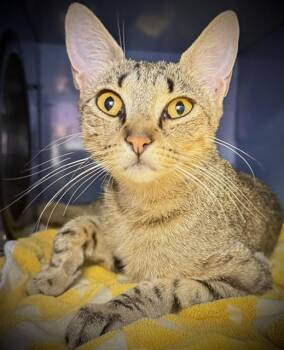 DELTA* -  Domestic Short Hair Cat for Adoption in Santa Cruz, California - DELTA* | PetCurious