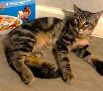 Pop -  Tabby and Domestic Short Hair Cat for Adoption in Conroe, Texas - Pop | PetCurious