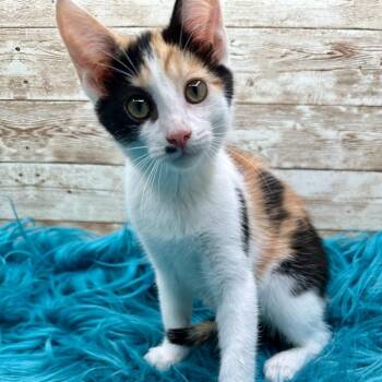 Rita Hayworth -  Domestic Short Hair Cat for Adoption in Lexington, Kentucky - Rita Hayworth | PetCurious
