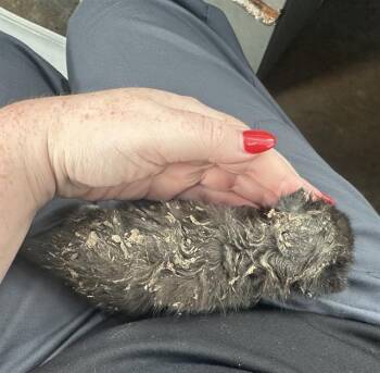 Rescue Domestic Short Hair Cats for Adoption in Dallas, Texas - HOPE | PetCurious