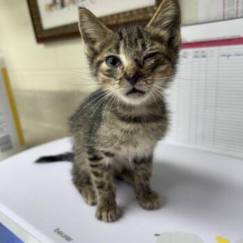 Twist 26-06-033 -  Domestic Short Hair Cat for Adoption in Bastrop, Texas - Twist 26-06-033 | PetCurious