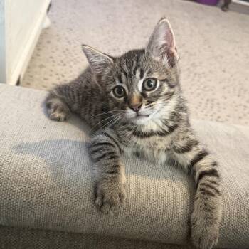 Bennington "Benny" -  Siamese and Domestic Short Hair Cat for Adoption in Orange, California - Bennington "Benny" | PetCurious