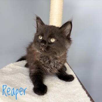 Reaper -  Domestic Long Hair Cat for Adoption in Bethel, Ohio - Reaper | PetCurious