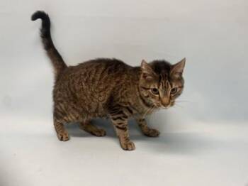 Mittens -  Domestic Short Hair Cat for Adoption in Golden Valley, Minnesota - Mittens | PetCurious