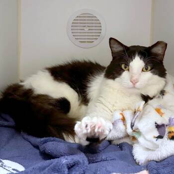 Pirate -  Domestic Short Hair Cat for Adoption in Woodinville, Washington - Pirate | PetCurious