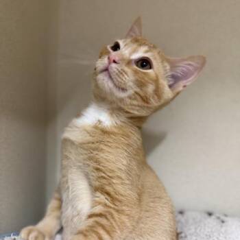 Moon Dance -  Domestic Short Hair Cat for Adoption in Colorado Springs, Colorado - Moon Dance | PetCurious