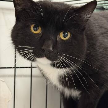 Tuxedo Cats Available for Adoption - Freddie | PetCurious
