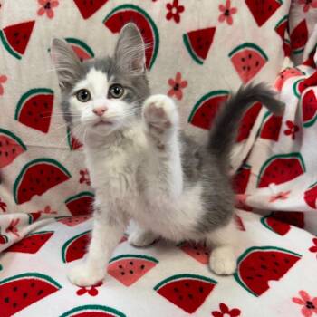 Almond 9235 -  Domestic Long Hair Cat for Adoption in Kittanning, Pennsylvania - Almond 9235 | PetCurious