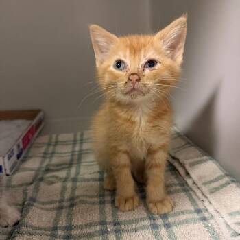Pumpkin -  Domestic Short Hair Cat for Adoption - Pumpkin | PetCurious
