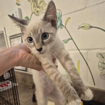Toad -  Domestic Short Hair Cat for Adoption in Lake Panasoffkee, Florida - Toad | PetCurious