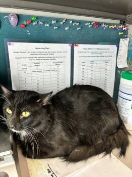 * Timothy * -  Domestic Short Hair Cat for Adoption in Salt Lake City, Utah - * Timothy * | PetCurious