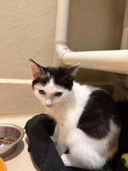 Mermaids -  Domestic Short Hair Cat for Adoption in Pleasanton, California - Mermaids | PetCurious