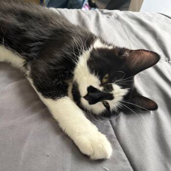 Bandit -  Domestic Medium Hair Cat for Adoption in Waynesboro, Pennsylvania - Bandit | PetCurious