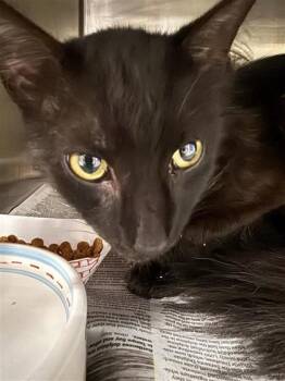 Domestic Medium Hair and Domestic Short Hair Cats Available for Adoption in Largo, Florida - Bear | PetCurious