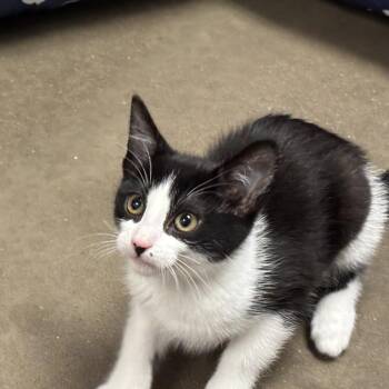 Osmosis Jones -  Domestic Short Hair Cat for Adoption in Davenport, Iowa - Osmosis Jones | PetCurious