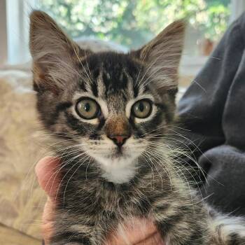 Sophia -  Domestic Medium Hair Cat for Adoption in Sonoma, California - Sophia | PetCurious