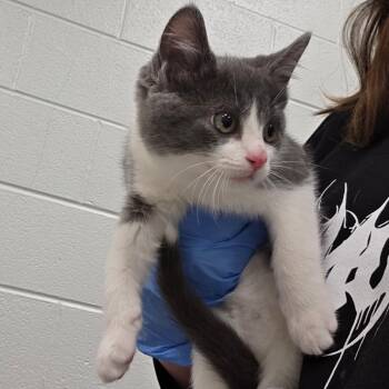 Azula -  Domestic Short Hair Cat for Adoption in Chattanooga, Tennessee - Azula | PetCurious